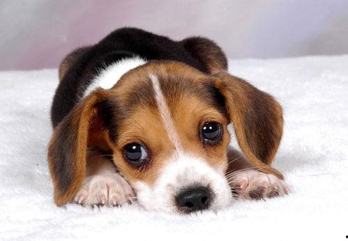 娱乐吃瓜菌小狗视频下载,揭秘小狗视频下载背后的秘密